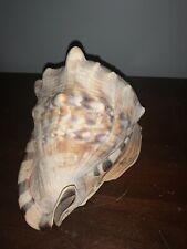 Large Nautical Conch Seashell 8