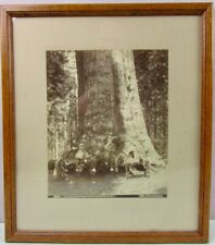 I. W. TABER GRIZZLY GIANT ORIGINAL 2538 ALBUMEN PHOTO IN FOSTER BROS. FRAME picture