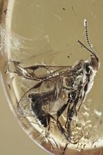 ICHNEUMON WASP Ichneumonidae Fossil Genuine BALTIC AMBER + HQ Pic 220314 picture