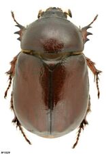 Coleoptera Dynastinae Phyllognathus excavatus Turkey female 22mm picture