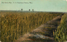 Postcard Dry Grown Rye Experiment Station WY Agriculture picture
