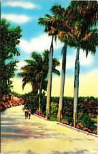 Royal Palm Tree South Shore Road Bermuda Tropical Scenery DB Postcard picture