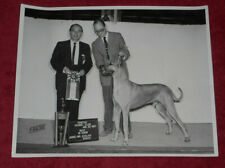 1961 Press Photo AKC Pontiac Kennel Club Champ Great Dane 