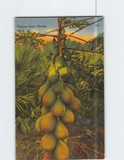 Postcard Papaya Tree Florida USA picture
