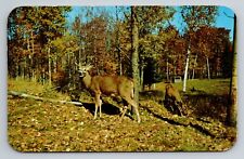 Greetings From Manitowish Waters Wisconsin Vintage Unposted Deer Doe Buck picture