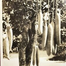 RPPC Sausage Tree Real Photograph Postcard Vintage Unposted picture
