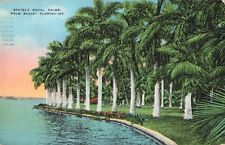 Palm Beach Florida, Stately Royal Palms Along the Coast, Vintage Postcard picture