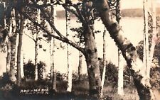 Vintage Postcard 1910's View of Trees A Study in a White Snow Birch Tree RPPC picture