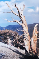 Sierra Nature Photograph Bristlecone Pine Tree OLDEST LIVING THINGS Postcard picture