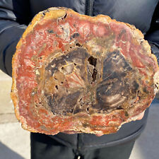 4.3lb Large Beautiful polished Arizona red petrified wood slice mineral specimen picture