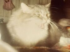 JC Photograph Cute Adorable Hissing Cat Close Up POV 1980's Gray Fluffy Kitty  picture