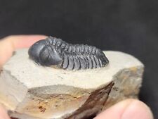 Nice Reedops Trilobite from the Devonian of Morocco picture