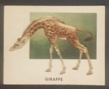 Vintage 1951 Giraffe Topps Animals of the World Card #135 (Soft Corners) picture