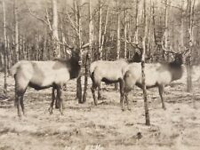 Vintage RPPC Canadian Pacific Railway Co Postcard Elk Herd in Woods Banff Canada picture