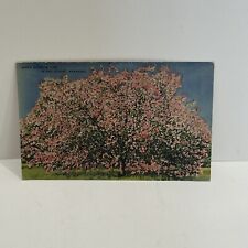 Ozarks, Arkansas AR - The Apple Blossom Time - Vintage Postcard - Unposted picture