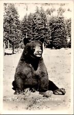 RPPC RED BLUFF CALIFORNIA CA Large Black Brown Bear Sitting In Forest Postcard picture