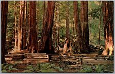 Muir Woods National Monument Mill Valley Bohemian Grove California Postcard V159 picture