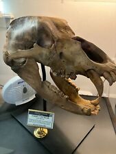 Real Cave Bear Skull - Ice Age picture