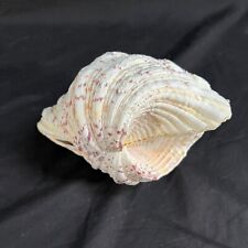 FULL CLAM SEA SHELL-HIPPOPUS HIPPOPUS BEAR PAW-LARGE SEASHELL picture