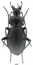 Coleoptera Carabidae Carabus (Eucarabus) catenulatus catenulatus Croatia 33mm picture