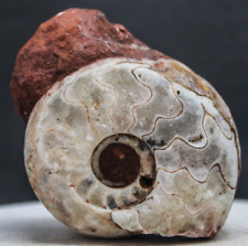 240gr Amazing whole Permian Ammonite Fossil Calcite Rough Mollusca Timor picture