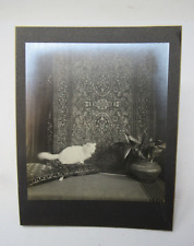 Armenian Oriental Rug Store Berkeley CA Advertising Cabinet Photograph c1914 Elx picture