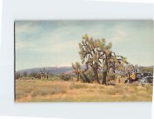 Postcard Joshua Tree Mojave California USA picture