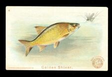 1900 GOLDEN SHINER Fish Card ARM & HAMMER Soda J15 Church & DWIGHT Card #4 picture