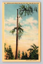OR-Oregon, Topping Giant Spruce, Scenic, Vintage Postcard picture
