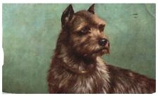 VINTAGE EARLY NORWICH-TERRIER DOG POSTCARD*C2 picture