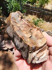 Petrified Wood From Utah 13 Oz picture