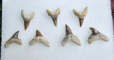 Alopias Hermani Thresher Shark Fossil Tooth Lot Of 7 Kazakhstan picture