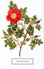 Prickly Wild Rose (Rosa acicularis) --POSTCARD picture