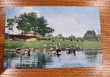 Vintage Postcard Elk Bathing New York Zoological Park Unposted Divided 1907-1919 picture