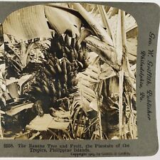 Philippines Banana Tree Fruit Stereoview c1903 Griffith Palm Leaves Photo H1267 picture