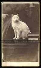 1870s CDV White Cat with Books & Hidden Mother, Wisconsin Photographer Photo picture