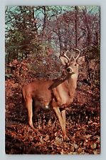 Animals, Greetings, White Tail Buck, Zionsville Pennsylvania Vintage Postcard picture