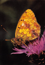 FRITILLARY BUTTERFLY 4X6 VINTAGE POSTCARD 6997c picture