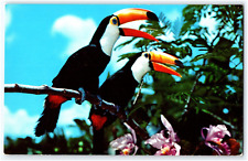 PAIR OF TOCO TOUCANS AND ORCHIDS CARIBBEAN GARDENS NAPLES FLORIDA POSTCARD picture