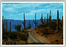 MS Arizona Desert Cactus Covered Roadway Saguaros Sections Aor Vintage Postcard picture