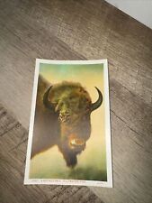 Yellowstone National Park Buffalo Head Vintage WB Postcard 10137 Haynes 1920s picture