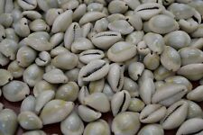 80+ PCS RING TOP COWRIE SEA SHELL BEACH CRAFT 1/2 LB #7375 picture