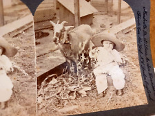 Stereoview PHOTO Card 1800's GOAT Billy BOY and ME 1899 Keystone picture