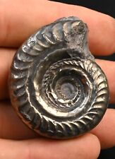 Ammonite Pyritisé Hildoceras Toarcien France 47mm Pyrite Fossil picture