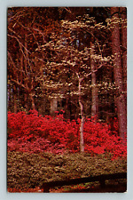 Norfolk VA-Virginia, Municipal Gardens, Forest Trees, Vintage Postcard picture
