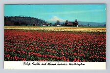 Mount Rainier WA-Washington, Tulips in Bloom near Orting, Vintage Postcard picture