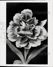 1966 Press Photo Tulip Variation - tub29908 picture