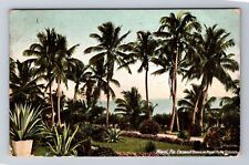 Miami FL-Florida, Cocoanut & Royal Palm Trees, Antique Vintage c1908 Postcard picture