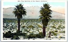 Postcard - Two Sentinels of the Desert, California, USA picture