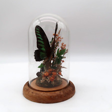 Vintage Real Butterfly Taxidermy Glass Dome READ DESCRIPTION picture